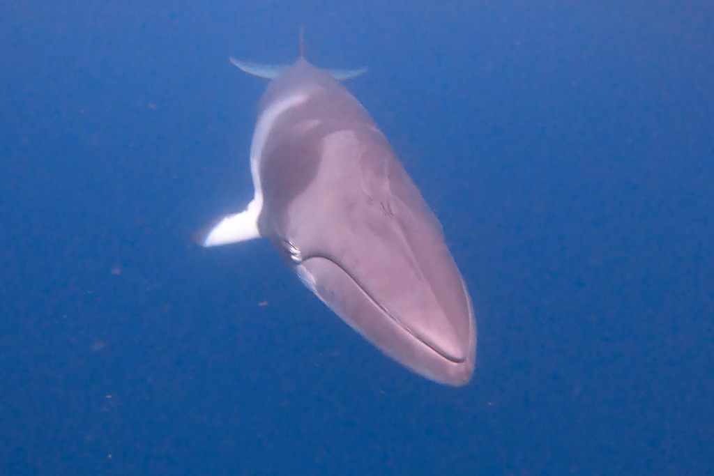 Dwarf Minke Whale Ribbon Reefs EMPTY NEST DIVER