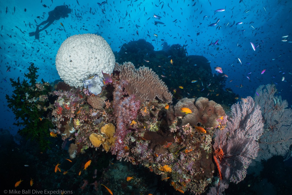 Picturesque coral, diver in background, Cracker Jack, Ribbon Reefs