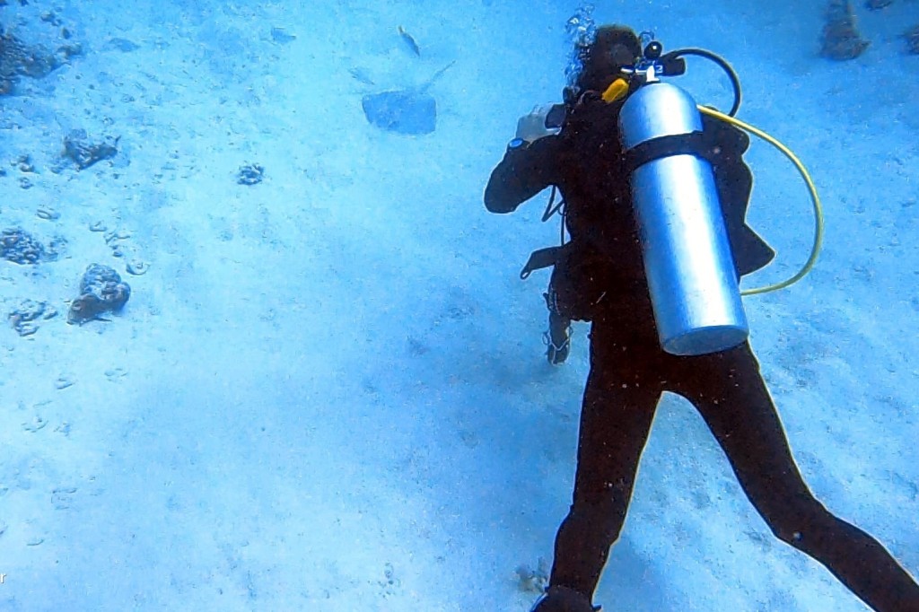 A scuba diver hovers over a ray, demosnstrating neutral buoyancy 
EMPTY NEST DIVER