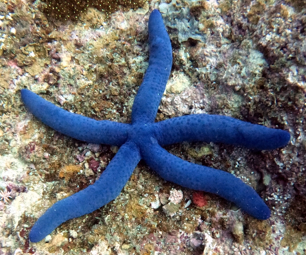 Blue Starfish EMPTY NEST DIVER