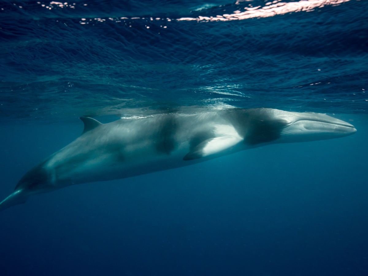 The Dwarf Minke Whales are on the Ribbon Reefs Great Barrier Reef
