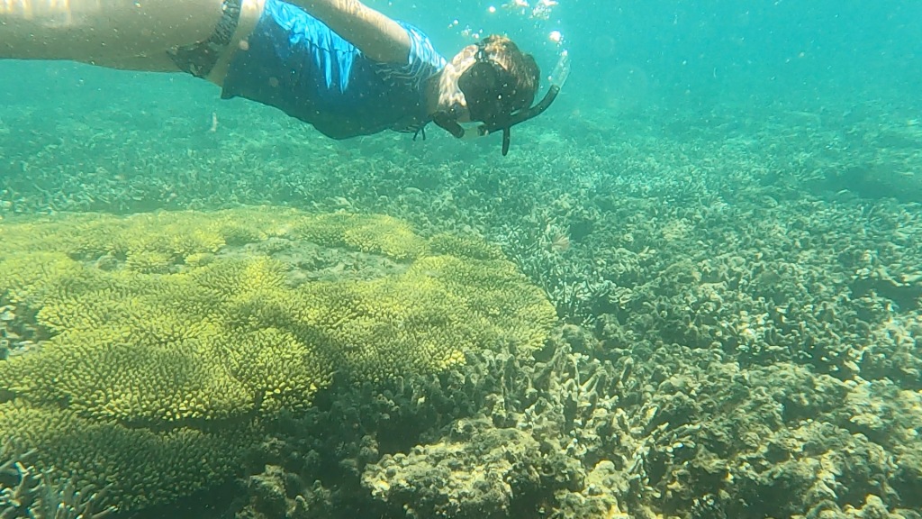 A scuba woman snorkelling above yellow coral