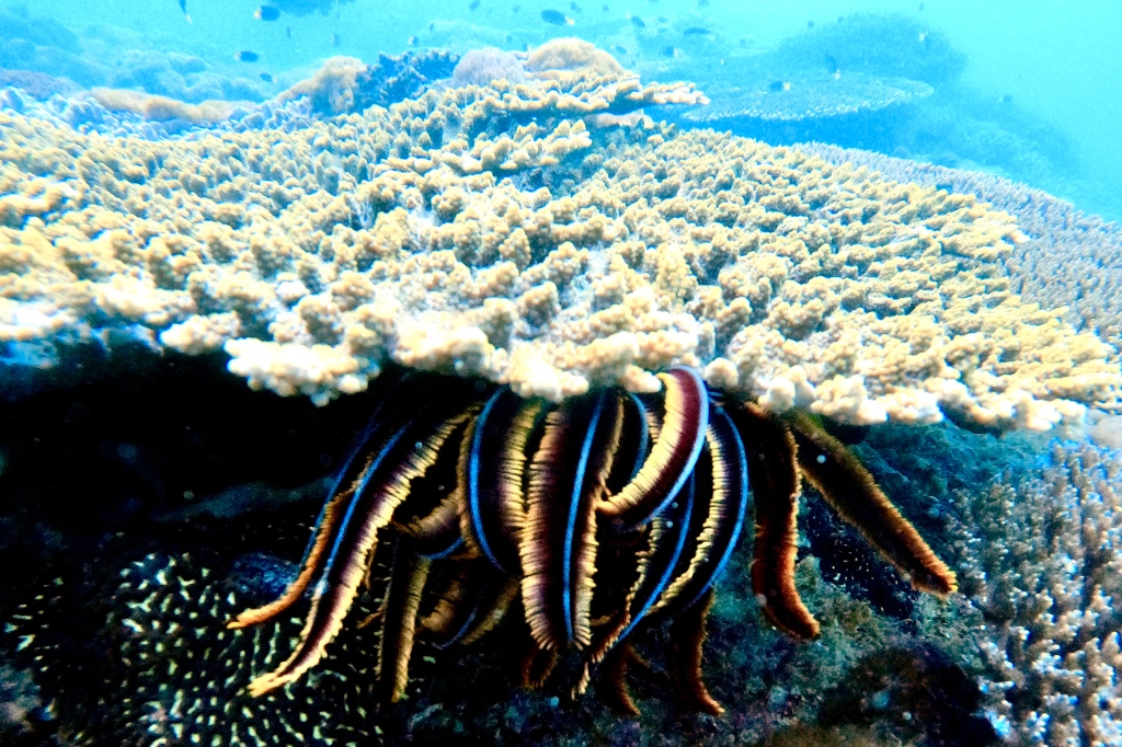 A seastar under coral