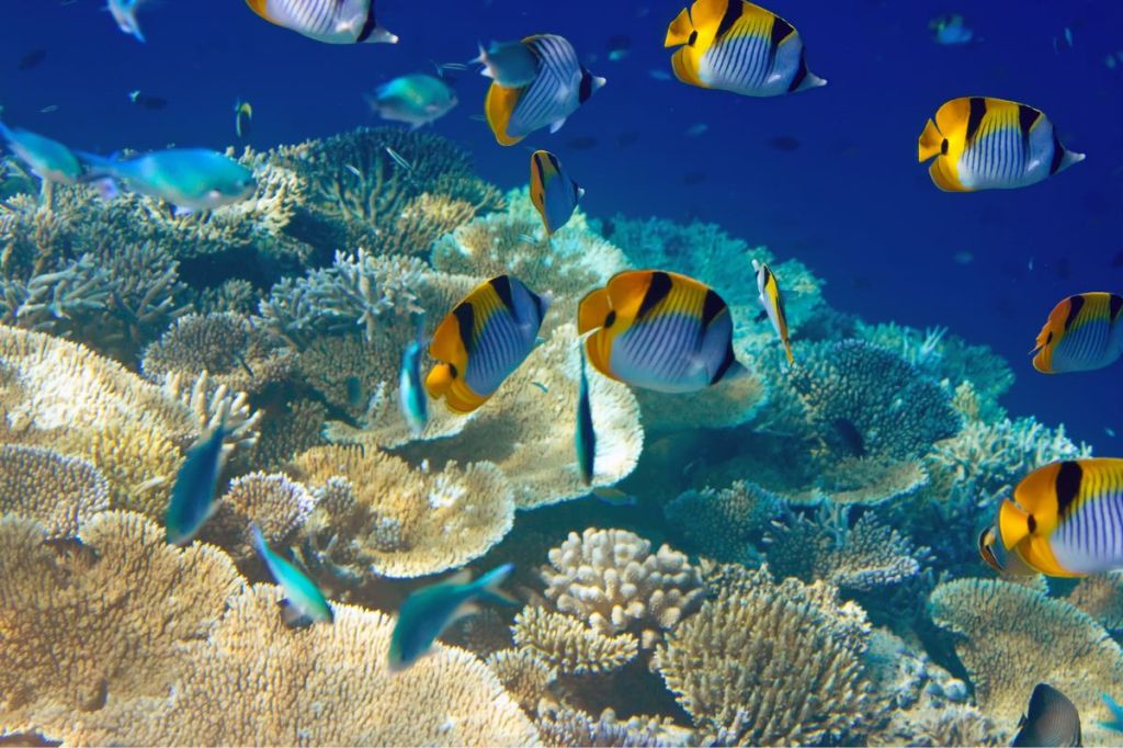 Colourful Fish and Coral Reef