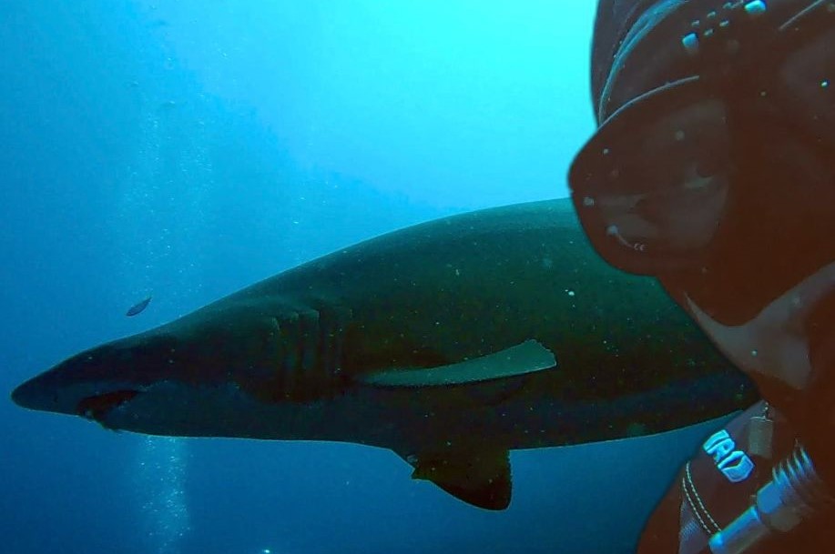 A Scuba Woman with a Grey Nurse Shark behind her
Empty Nest Diver